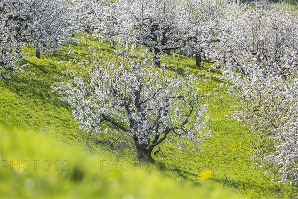 Cherry blossom in Hepsisau on the Albtrauf of the Swabian Alb, Weilheim an der Teck, Baden-Wuerttemberg, Germany, Europe