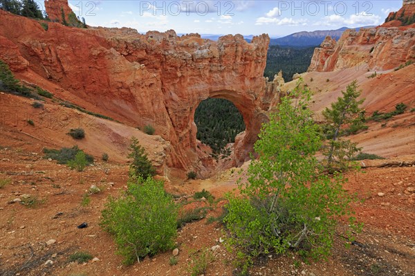 A large natural rock arch surrounded by green vegetation, Bryce Canyon National Park, North America, USA, South-West, Utah, North America