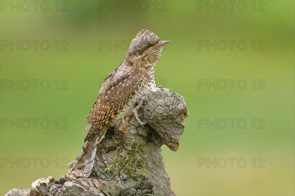 Eurasian wryneck (Jynx torquilla) family of woodpeckers, camouflage-coloured plumage, sits on an old tree root to forage, Wilnsdorf, North Rhine-Westphalia, Germany, Europe