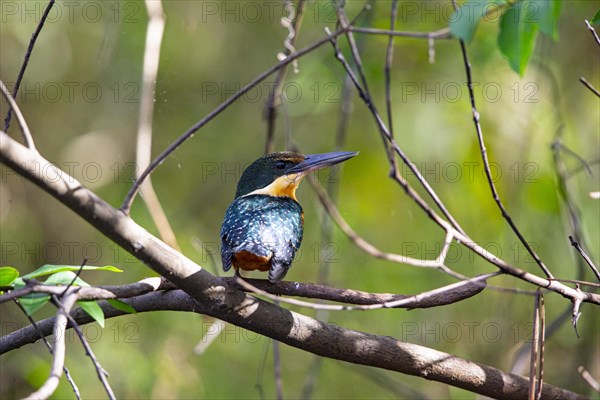 Two-coloured Kingfisher (Chloroceryle india) Pantanal Brazil