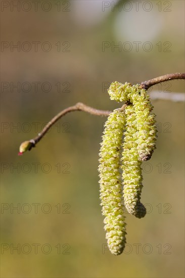 Common hazels (Corylus avellana), twig with male hazelnut blossoms, allergy, pollen, North Rhine-Westphalia, Germany, Europe