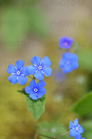 Garden Forget-me-not (Myosotis), blue flowers, ornamental plant, ornamental flower, flower, botany, blossom, spring, spring, Wilnsdorf, North Rhine-Westphalia, Germany, Europe