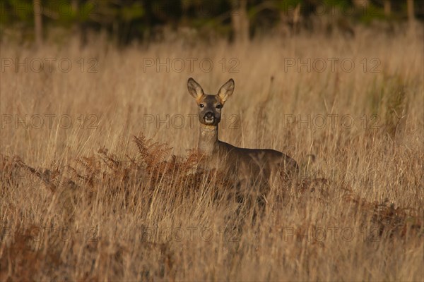 Roe deer (Capreolus capreolus) juvenile female doe in grassland, Suffolk, England, United Kingdom, Europe