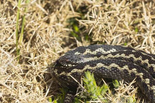 European adder (Vipera berus) adult snake basking on a gorse bush, England, United Kingdom, Europe