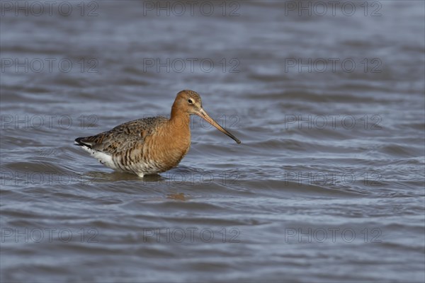 Black tailed godwit (Limosa limosa) adult male bird in summer plumage in a lagoon, England, United Kingdom, Europe