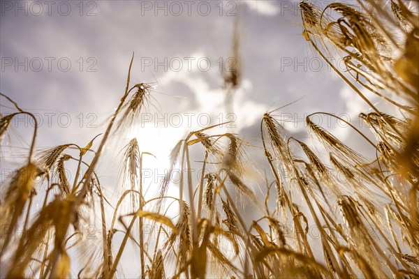 Backlit photograph of ears of barley in a cornfield with a low sun in the background, Cologne, North Rhine-Westphalia, Germany, Europe