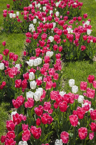 Pink and white Tulipa, Tulip bed on green grass lawn in spring, Montreal, Quebec, Canada, North America