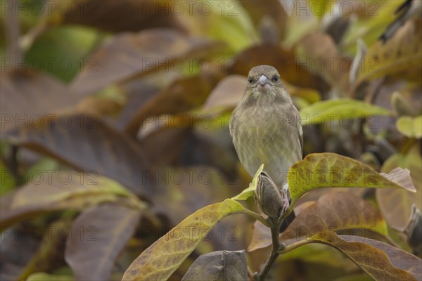 European greenfinch (Chloris chloris) adult bird amongst autumn leaves of a garden Magnolia tree, England, United Kingdom, Europe