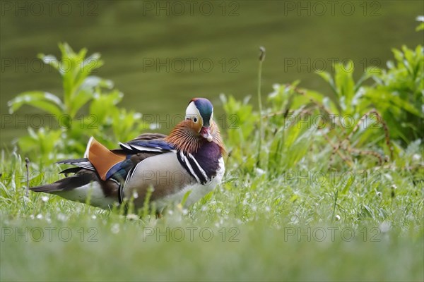 Male Mandarin duck, spring, Germany, Europe
