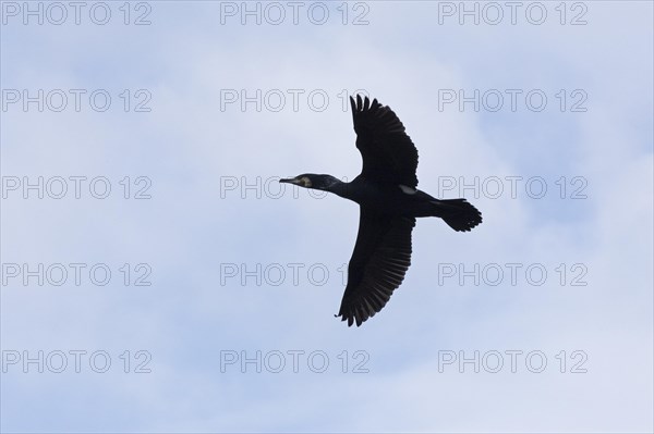 Cormorant in flight (Phalacrocorax carbo), Geltinger Birch, Goldhoeft, Nieby, Schlei, Schleswig-Holstein, Germany, Europe