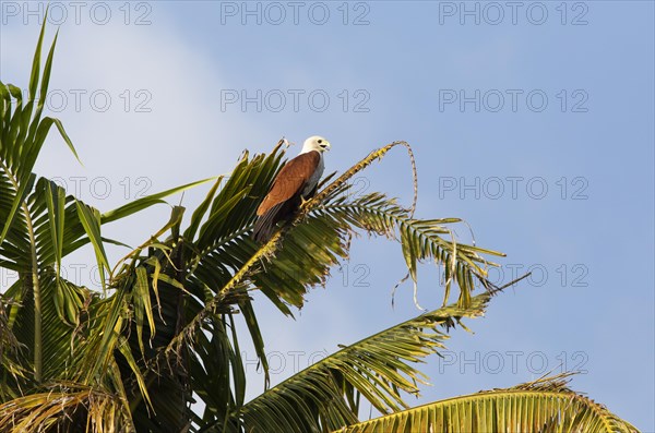 Brahminy kite (Haliastur indus) or Brahminy kite on a Palm tree, Backwaters, Kumarakom, Kerala, India, Asia