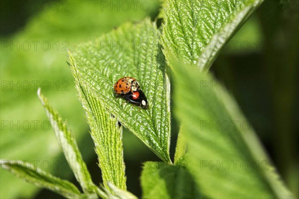 Ladybird, spring, Germany, Europe