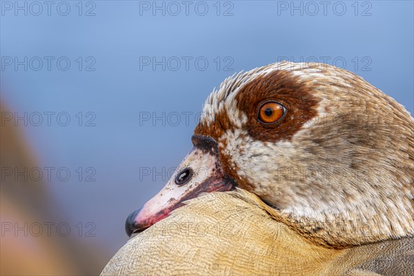 Egyptian geese (Alopochen aegyptiaca), head, portrait, on the banks of the Main, Offenbach am Main, Hesse, Germany, Europe