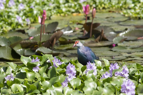 Grey-headed swamphen (Porphyrio porphyrio) on water hyacinths, blue lotuses blooming behind, Backwaters, Kumarakom, Kerala, India, Asia