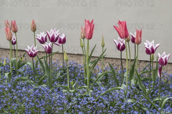 Tulips (Tulipa) and Vergeissmeinnicht (Myosotis sylvestris, Weimar, Thuringia, Germany, Europe