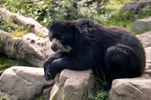 Spectacled bear (Tremarctos ornatus), adult, resting, rock, captive, South America