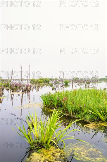 Wetland with green water plants and dead tree trunks a misty summer day