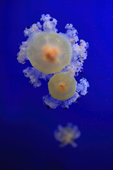 Fried egg jellyfish (Cotylorhiza tuberculata), in water, captive, Mediterranean Sea