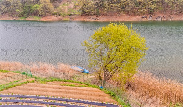 Landscape of a small blue boat docked on a riverbank of tall reeds with a small field of crops in foreground and far shoreline and trees in background in South Korea