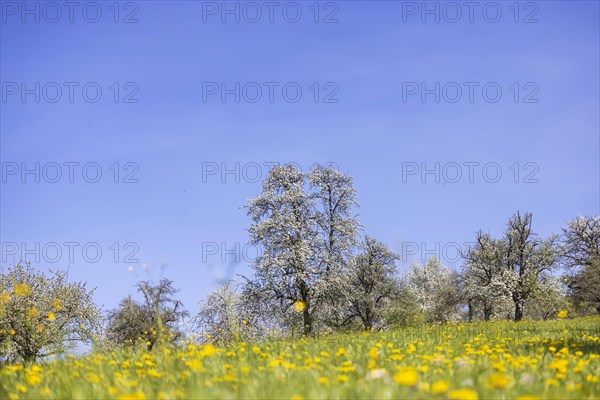 Flowering fruit trees in the orchards of the Swabian Alb, flowering apple tree, Weilheim an der Teck, Baden-Wuerttemberg, Germany, Europe