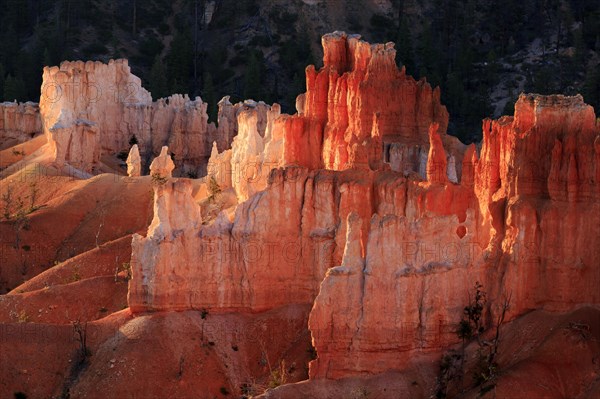 The evening sun illuminates the red rocks of a canyon and creates a warm glow, Bryce Canyon National Park, North America, USA, South-West, Utah, North America