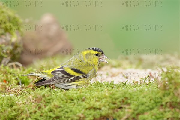 Eurasian siskin (Carduelis spinus), male sitting on moss, mossy ground, Wilnsdorf, North Rhine-Westphalia, Germany, Europe