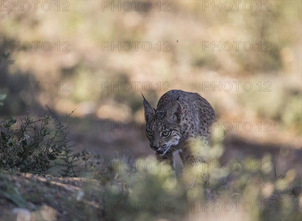 Iberian lynx young animal, Iberian lynx (Lynx pardinus), Extremadura, Castilla La Mancha, Spain, Europe