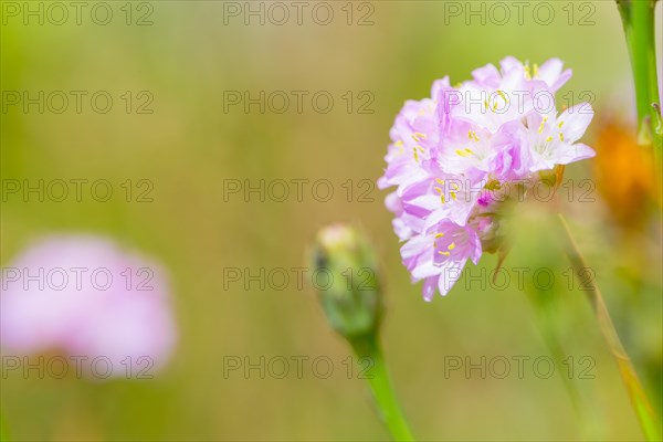 Sea thrift (Armeria maritima), also common Lady's Cushion, Flower of the Year 2024, focus on a delicate purple (violet, pink) flower, flower head in focus, flower bud and another flower in front of a blurred background, endangered species, endangered species, species protection, nature conservation, close-up, macro shot, sunny day in summer, Lower Saxony, Germany, Europe