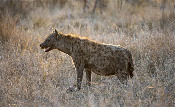 Spotted hyenas (Crocuta crocuta), adult female animal standing in high grass in the evening light, Kruger National Park, South Africa, Africa