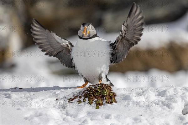 Puffin (Fratercula arctica), flapping its wings, snow, Hornoya, Hornoya, Varangerfjord, Finmark, Northern Norway