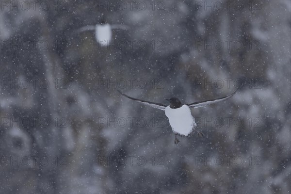 Common guillemot (Uria aalgae), flight, in the snow, Hornoya, Hornoya, Varangerfjord, Finmark, Northern Norway