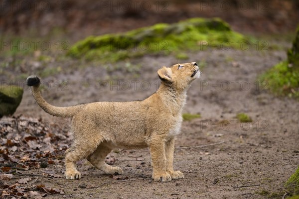 Asiatic lion (Panthera leo persica) cub hunting in the dessert, captive, habitat in India