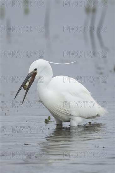 Little egret (Egretta garzetta) adult bird feeding on a fish in a lake, England, United Kingdom, Europe