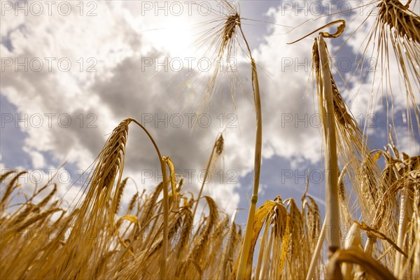 Ripe, golden ears of barley in the foreground with brightly lit clouds in the background, Cologne, North Rhine-Westphalia, Germany, Europe