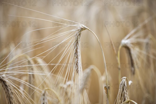 Close-up of individual ripe ears of grain in a field with Barley, Cologne, North Rhine-Westphalia, Germany, Europe