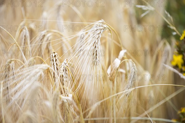 Close-up of individual ripe ears of grain in a field with Barley, Cologne, North Rhine-Westphalia, Germany, Europe