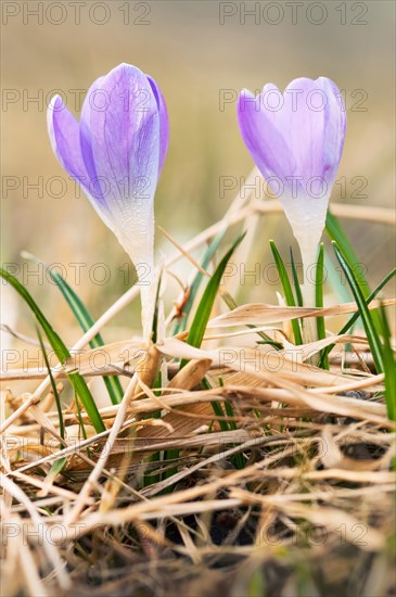 Crocus, close-up flower from the side, Velbert, North Rhine-Westphalia, Germany, Europe