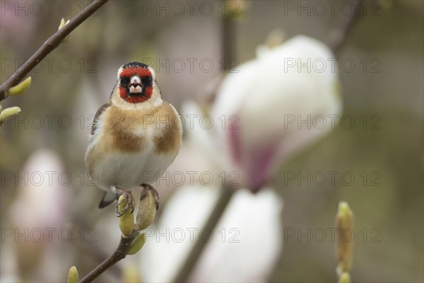 European goldfinch (Carduelis carduelis) adult bird singing on a garden Magnolia tree branch in spring, England, United Kingdom, Europe