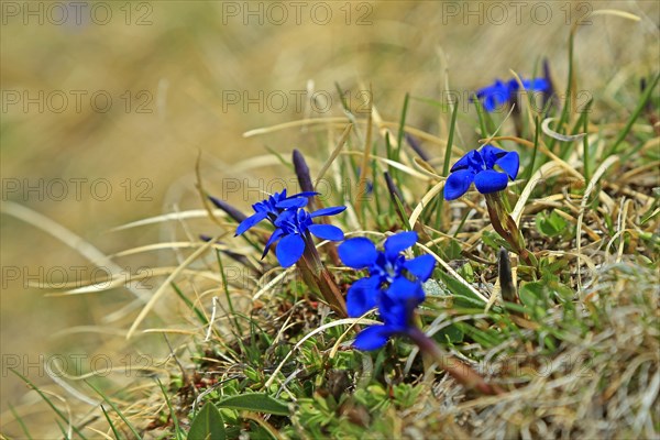 Gentian (Gentiana), Grossglockner High Road