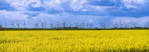 Wind turbines in the Norden wind farm behind a rape field on the North Sea coast, panoramic photo, Norden, East Frisia, Lower Saxony, Germany, Europe
