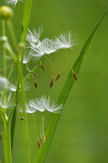 Blowball, Germany, Europe