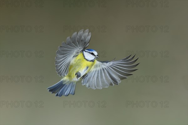 Blue tit (Parus caeruleus) in flight, flight photo, high speed flight photo Wilnsdorf, North Rhine-Westphalia, Germany, Europe