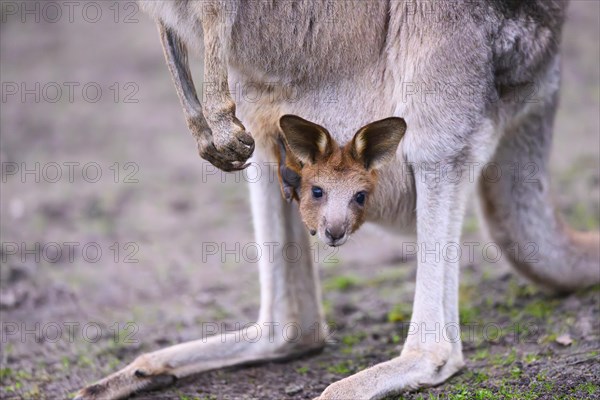 Eastern grey kangaroo (Macropus giganteus) carring a smalll baby in his pouches, captive, to be found in Australia