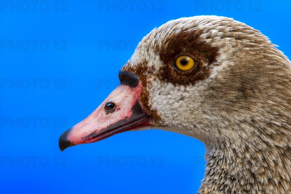 Egyptian geese (Alopochen aegyptiaca), head, portrait, on the banks of the Main, Offenbach am Main, Hesse, Germany, Europe