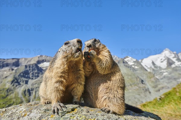 Alpine marmots (Marmota marmota) on a rock with mountains and blue sky in the background in summer, Grossglockner, High Tauern National Park, Austria, Europe