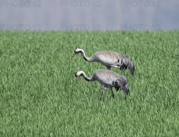 Crane (Grus grus), two adult birds foraging in a cereal field, Lower Saxony, Germany, Europe