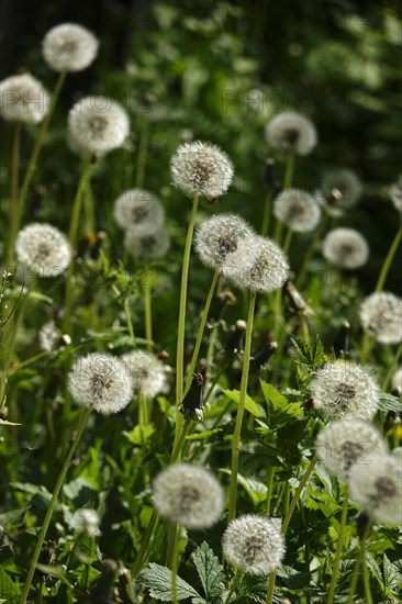 Blowball, Spring, Germany, Europe