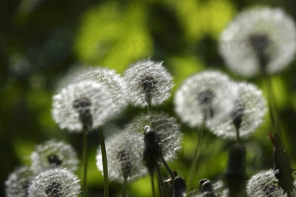 Blowball, Spring, Germany, Europe