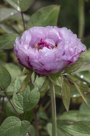 Tree peony (Paeonia suffruticosa), Weimar, Thuringia, Germany, Europe