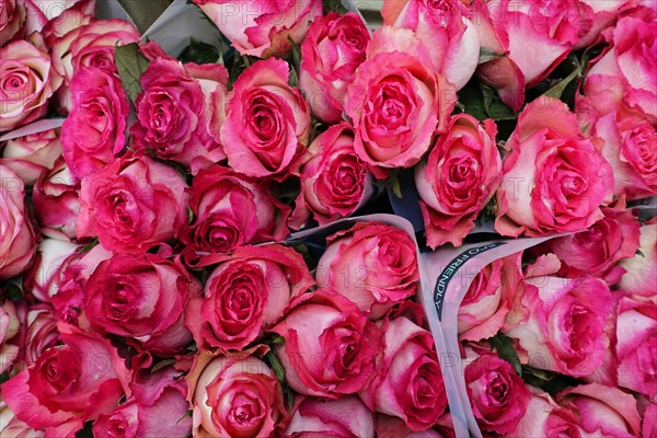 Bouquet of pink roses (Rose) with white accents in the petals, flower sale, Central Station, Hamburg, Hanseatic City of Hamburg, Germany, Europe